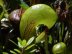 cobra plant,pitcher plants